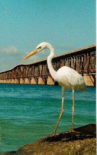 Big bird at the old Bahia Honda bridge.
